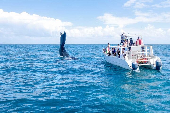 Avistamiento de Ballenas Jorobadas 3