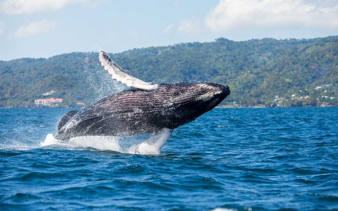 Avistamiento de Ballenas Jorobadas