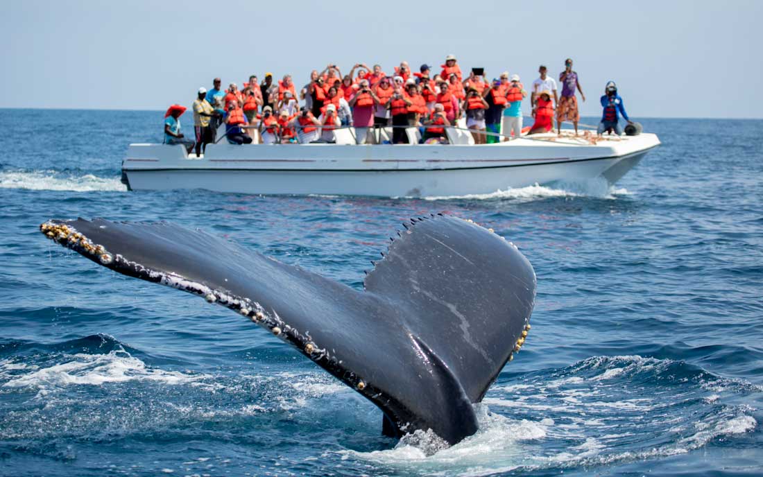 Avistamiento de Ballenas Jorobadas 2